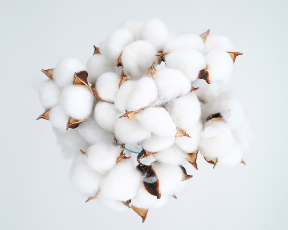 Cotton